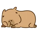 Стикер капибара