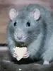 Стикер Мышиные мордахи 🐭