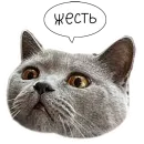 Стикер Laksheri_realkotaksheri