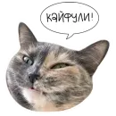 Стикер Laksheri_realkotaksheri