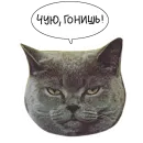 Стикер Laksheri_realkotaksheri