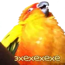 Стикер bird memes by loromoin