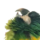 Стикер bird memes by loromoin