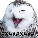 Стикер bird memes by loromoin