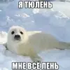 Сексуальные ластоногие