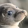 Стикер Сексуальные ластоногие
