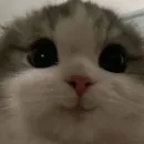 котики