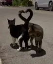 Стикер котики