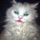 Стикер котики