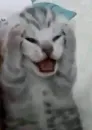 Стикер котики