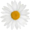 Стикер Bouquet