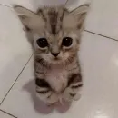 котеки🥺