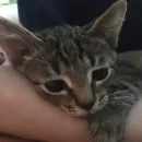 Стикер котеки🥺