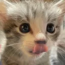 Стикер котеки🥺