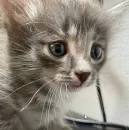 Стикер котеки🥺