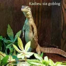 Стикер asdfghjkl teraa mood x