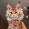 Mainecoon cats