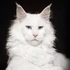 Стикер Mainecoon cats