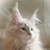 Стикер Mainecoon cats