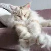 Стикер Mainecoon cats