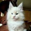 Стикер Mainecoon cats