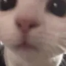 Стикер mamatraxer