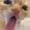 Стикер mamatraxer