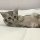 Стикер mamatraxer