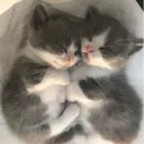 Стикер mamatraxer