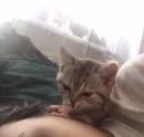 кисеныши