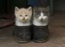 Стикер кисеныши