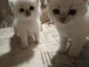 Стикер кисеныши