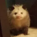 всратые опоссумы