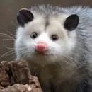 Стикер всратые опоссумы