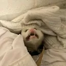 Стикер всратые опоссумы