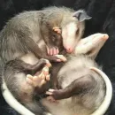 Стикер всратые опоссумы