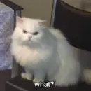 Стикер kucingnya dante