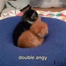 Стикер kucingnya dante