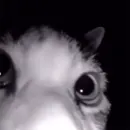 MEOW