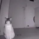 Стикер MEOW
