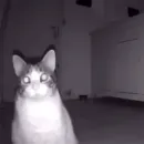 Стикер MEOW