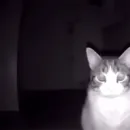 Стикер MEOW
