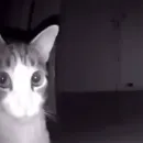 Стикер MEOW