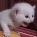 мяу мяу