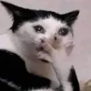 Стикер мяу мяу