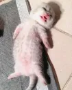 Стикер мяу мяу