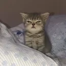 Стикер мяу мяу