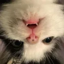 Стикер мяу мяу