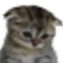 Стикер Cats memes