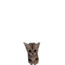 котики